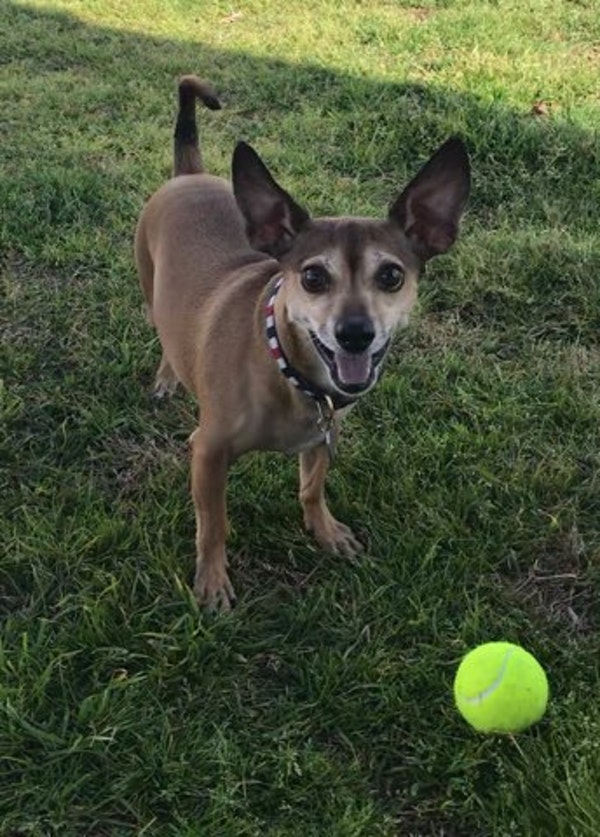 Dog at Ocmulgee Veterinary Clinic ready for microchipping